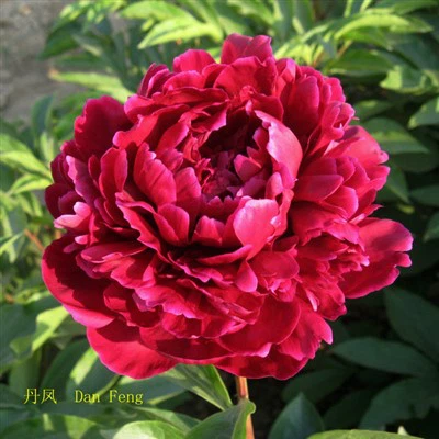Plant pivwan zèb