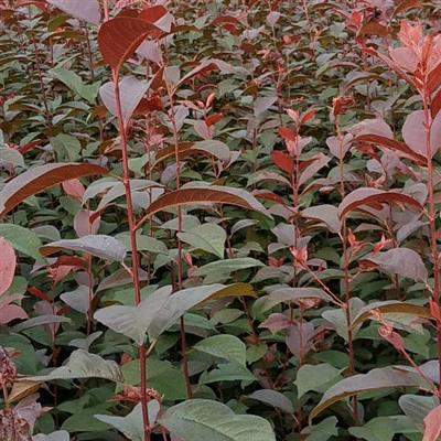 Koulè wouj violèt fèy prin plant